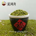 High germination rate Sprouting green mung bean pulses